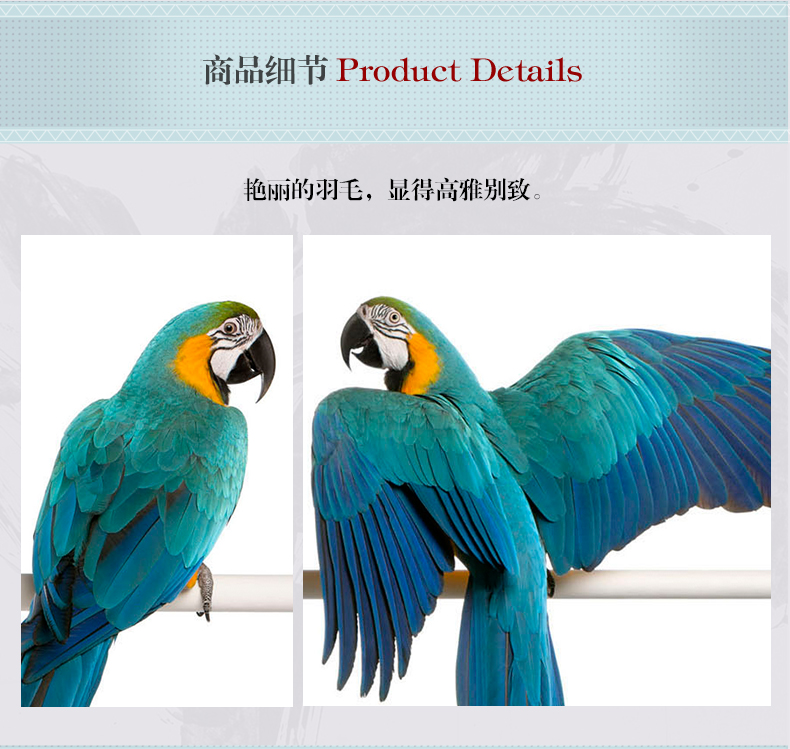 歐式輕奢動(dòng)物組合掛畫(huà) 臥室餐廳裝飾畫(huà)晶瓷畫(huà)  純手繪油畫(huà) 金剛鸚鵡